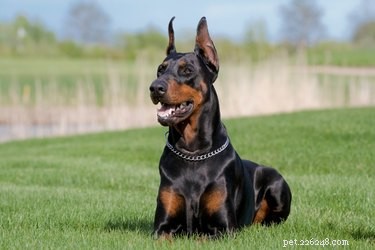 Discover the King Doberman Pinscher: A Powerful Hybrid Dog