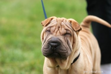 Rare Dog Breeds with Black-Mouthed Tongues: What It Reveals