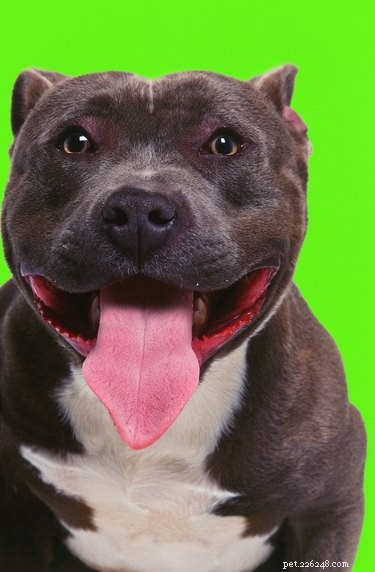 New Jersey Pit Bull Regulations: What Owners Need to Know