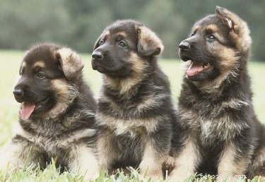 Why German Shepherds Shed So Much: Causes & Effective Solutions