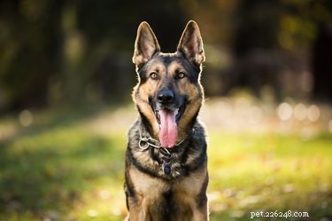Why German Shepherds Shed So Much: Causes & Effective Solutions