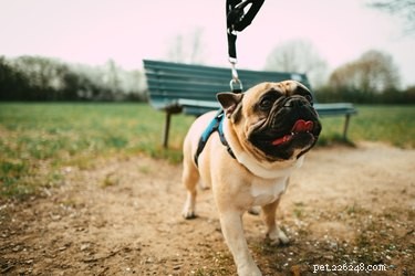 Bulldogs and Allergies: Are They Truly Hypoallergenic?