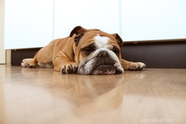 Bulldogs and Allergies: Are They Truly Hypoallergenic?