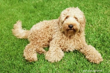 Identifying Your Labrador’s Mix: How to Tell What Breed a Lab Is Mixed With