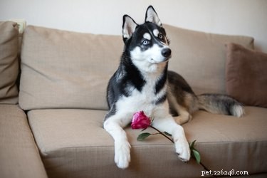 Discover Huskies: Fun Facts & Training Tips for Kids