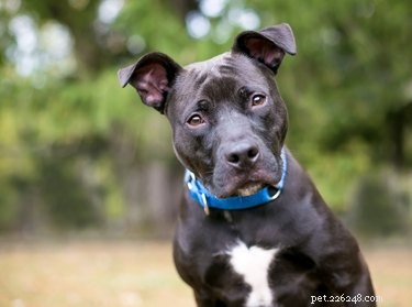 Choosing the Right Crate Size for Your Pit Bull: A Practical Guide