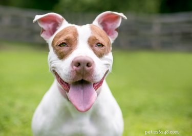 Choosing the Right Crate Size for Your Pit Bull: A Practical Guide