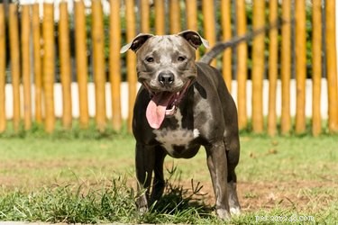 Choosing the Right Crate Size for Your Pit Bull: A Practical Guide