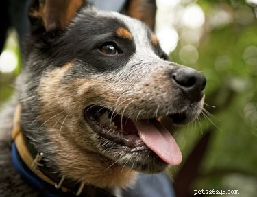 Blue Heeler & German Shepherd Mix: Traits, Care & Family Companion