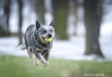 Blue Heeler & German Shepherd Mix: Traits, Care & Family Companion