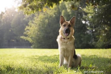 Blue Heeler & German Shepherd Mix: Traits, Care & Family Companion