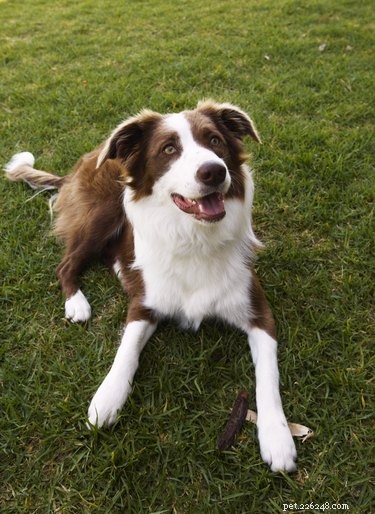 Best Dog Companions for Border Collie Mixes: Energy, Exercise, and Compatibility