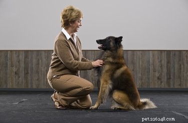 Best Dog Companions for Border Collie Mixes: Energy, Exercise, and Compatibility