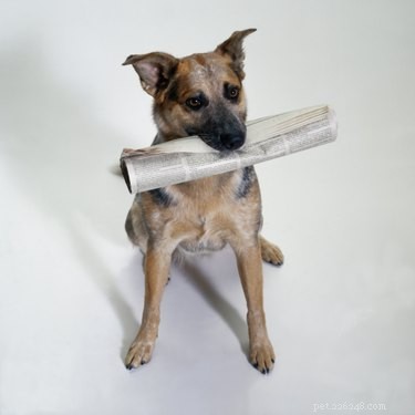 Best Dog Companions for Border Collie Mixes: Energy, Exercise, and Compatibility