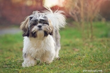 Essential Guide to Shih Tzu Mating: Health, Timing, and Care