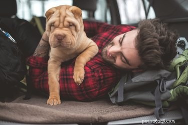 Top Medium-Sized, Low-Shedding Dogs for Calm Home Life