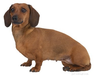 Understanding the Miniature Dachshund Breeding Cycle: Key Health and Care Insights