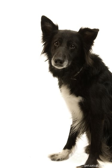 Top Mixed‑Breed Dogs: Intelligent & Healthier Companions