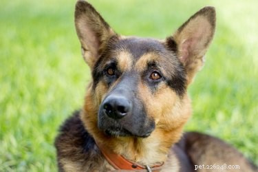 Proven Ways to Confirm Your Dog Is a Genuine German Shepherd