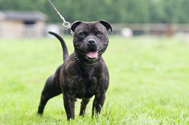 California Pit Bull Ownership Rules & Regulations