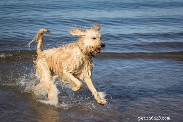 Discover the Top Shaggy Dog Breeds for a Lively, Low‑Shedding Companion