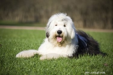 Discover the Top Shaggy Dog Breeds for a Lively, Low‑Shedding Companion