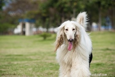 Discover the Top Shaggy Dog Breeds for a Lively, Low‑Shedding Companion