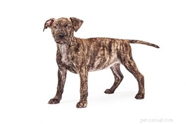 Understanding Reverse Brindle: Spotting This Distinct Dog Coat Pattern