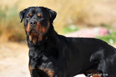 When Does a Rottweiler Reach Full Size? Understanding Growth Stages