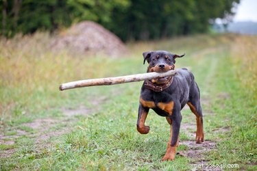 When Does a Rottweiler Reach Full Size? Understanding Growth Stages