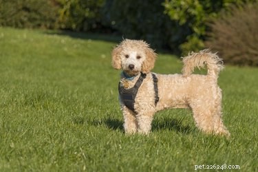 Bichpoo Traits: Everything About the Bichon Frise‑Poodle Mix
