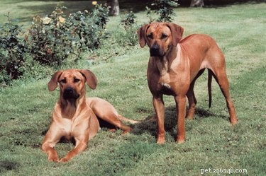 Rhodesian Ridgebacks: What to Know Before You Adopt