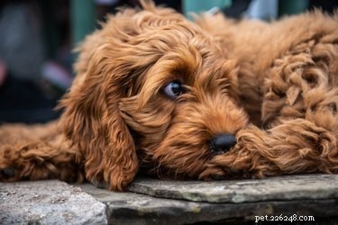 Feeding Your Cockapoo: The Ultimate Guide to Portion Sizes and Nutrition