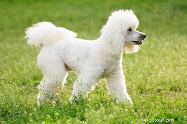 Poodle Sizes Explained: Small, Medium & Standard Breeds