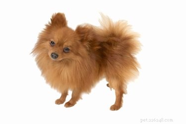 Are Pomeranian Coats Hair or Fur? • Expert Insight
