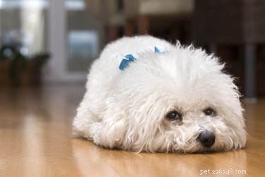 How Long Do Bichon Frises Live? A Comprehensive Guide to Their Life Span