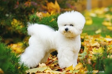 How Long Do Bichon Frises Live? A Comprehensive Guide to Their Life Span