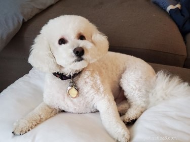 How Long Do Bichon Frises Live? A Comprehensive Guide to Their Life Span