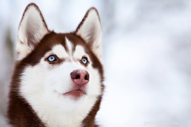 Exploring Siberian Husky Variations: Silver, Gray, and More