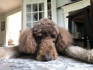 When Do Poodles Change Color? Understanding Coat Maturation