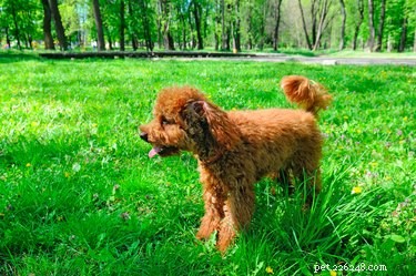 When Do Poodles Change Color? Understanding Coat Maturation