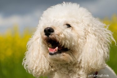 When Do Poodles Change Color? Understanding Coat Maturation