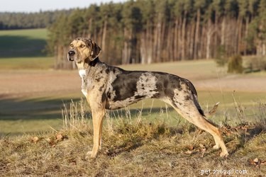 Discover the Catahoula: Louisiana’s Iconic Herding Dog