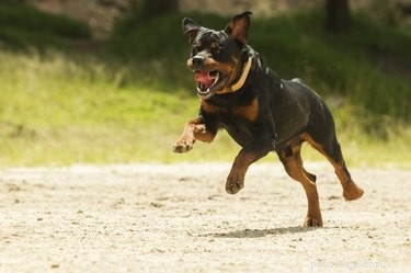 Why Some Rottweilers Show White Chest Spots: Understanding Coat Variations