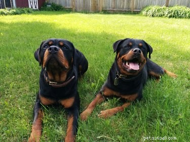 Why Some Rottweilers Show White Chest Spots: Understanding Coat Variations