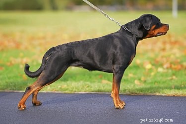 Why Some Rottweilers Show White Chest Spots: Understanding Coat Variations