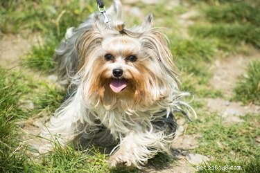 Yorkshire Terriers: Official Breed & Its Varieties Explained