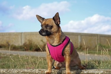 Yorkshire Terriers: Official Breed & Its Varieties Explained