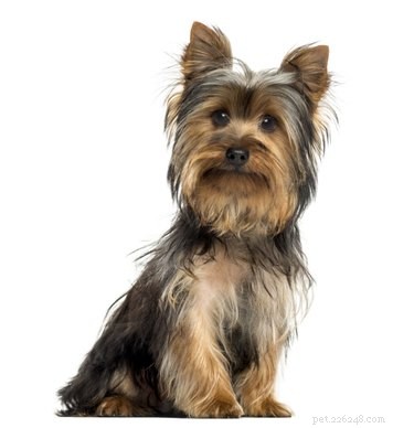 How Large Does a Morkie (Maltese‑Yorkshire Mix) Grow to?