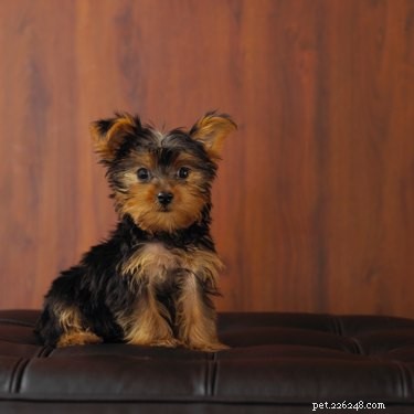 Why Do Yorkies Shake? Common Causes & Quick Fixes